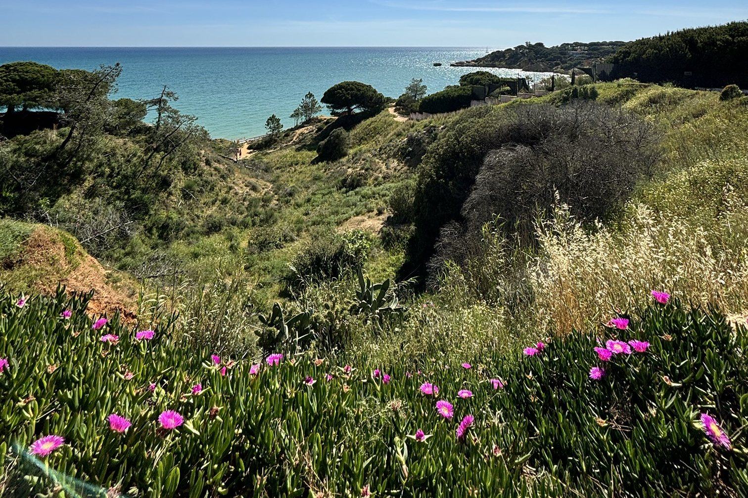 View of Santa Eulália Beach in Albufeira from the clifftop, framed by pine trees and flowers